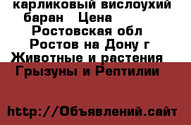 карликовый вислоухий баран › Цена ­ 1 000 - Ростовская обл., Ростов-на-Дону г. Животные и растения » Грызуны и Рептилии   